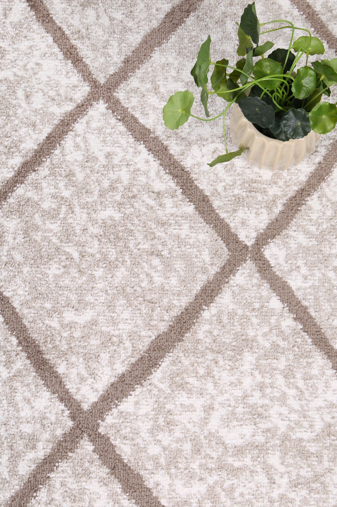 Driftsea Trellis Latte Contemporary Rug